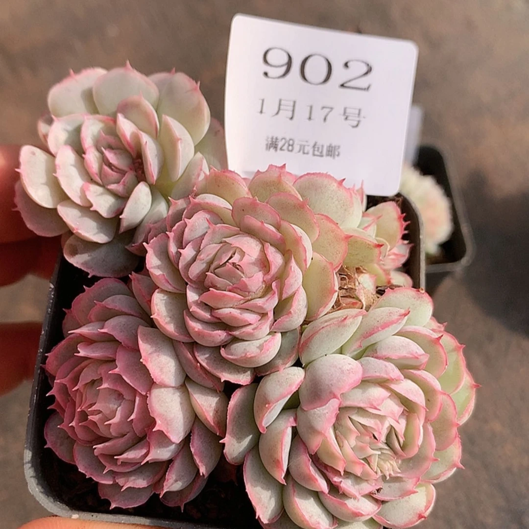 【闪购商品】云902天箜