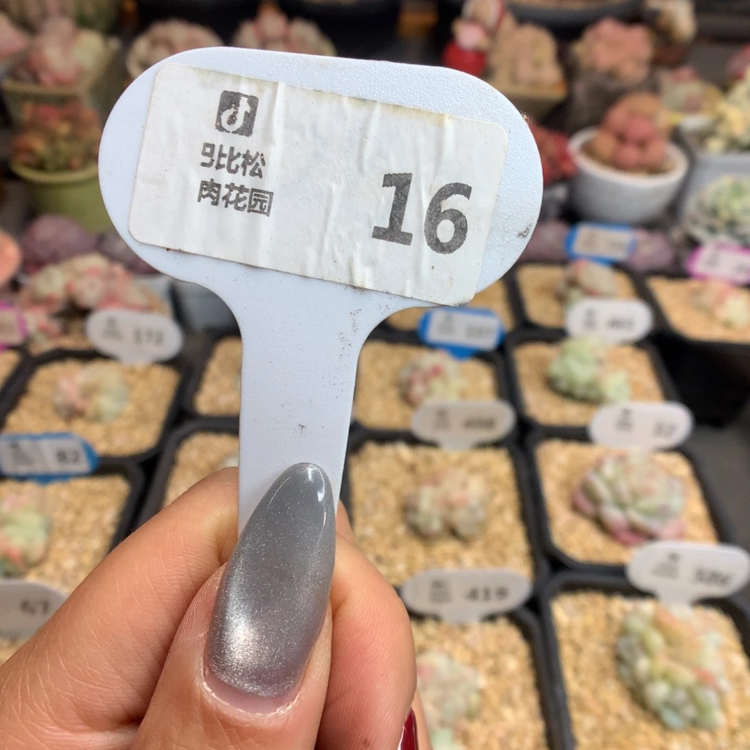 16盲盒多肉新年快乐