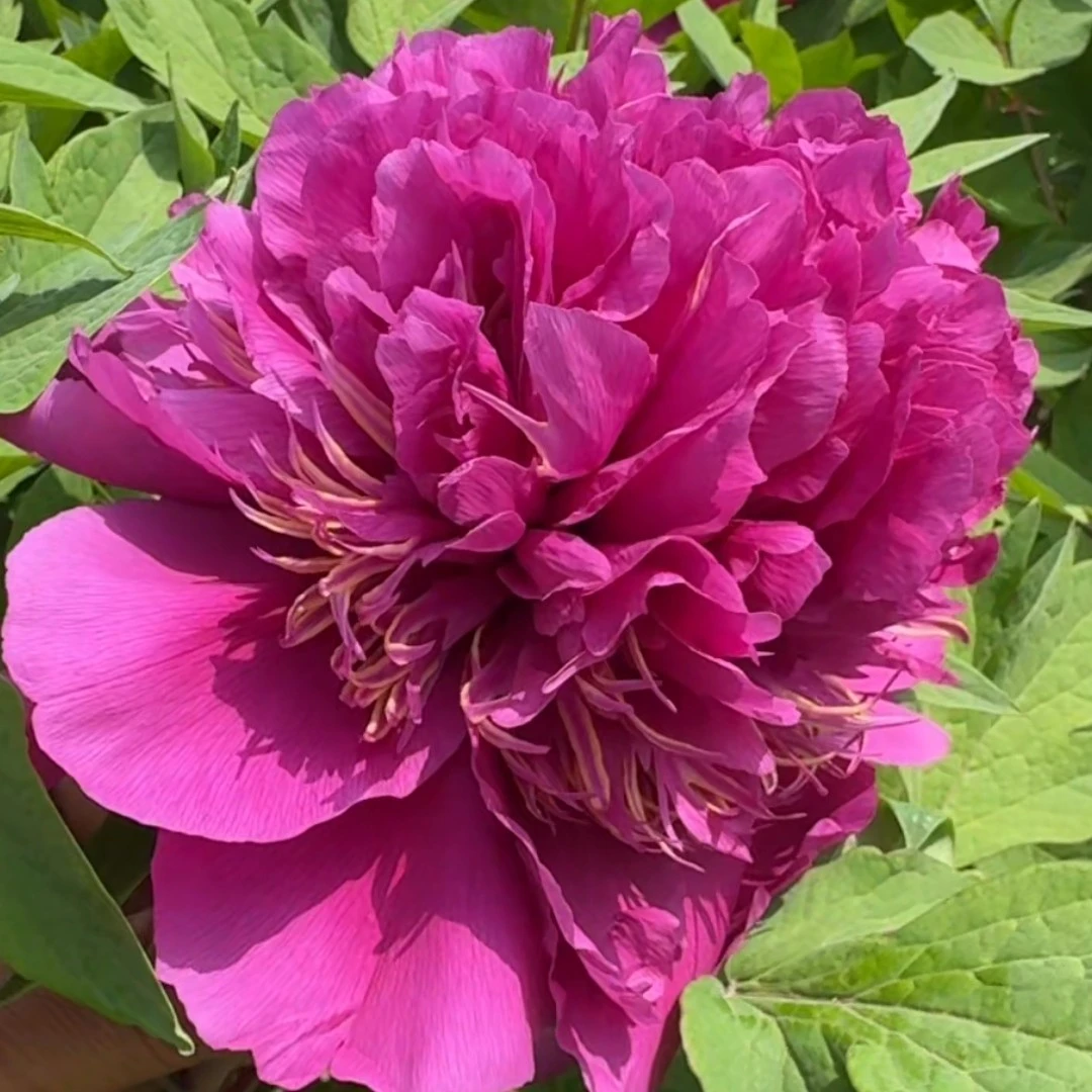 【凤毛麟角】 紫色系大花牡丹。