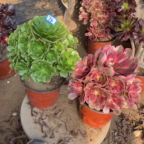 两颗法师一物一拍