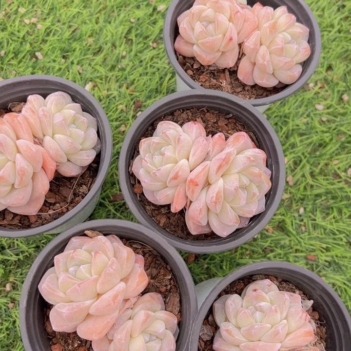 健健康康平平安安