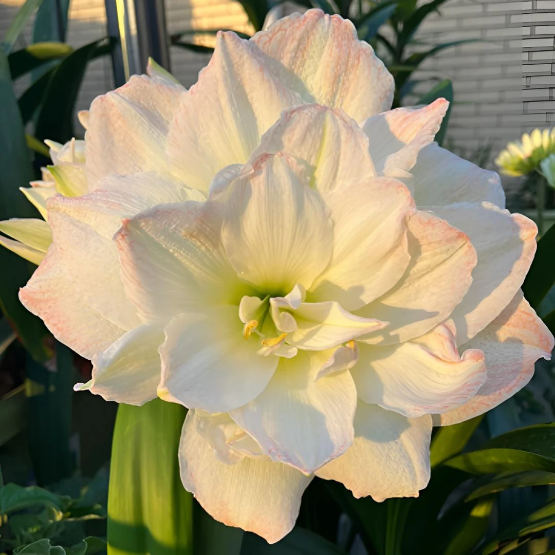 北极铃声   朱顶红重瓣大花波浪边浓香裸球自然球