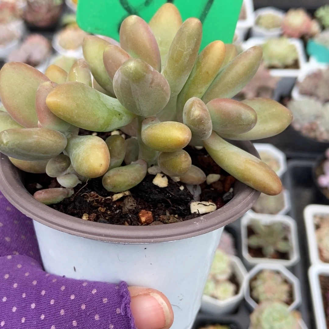 817芒果美人多肉植物