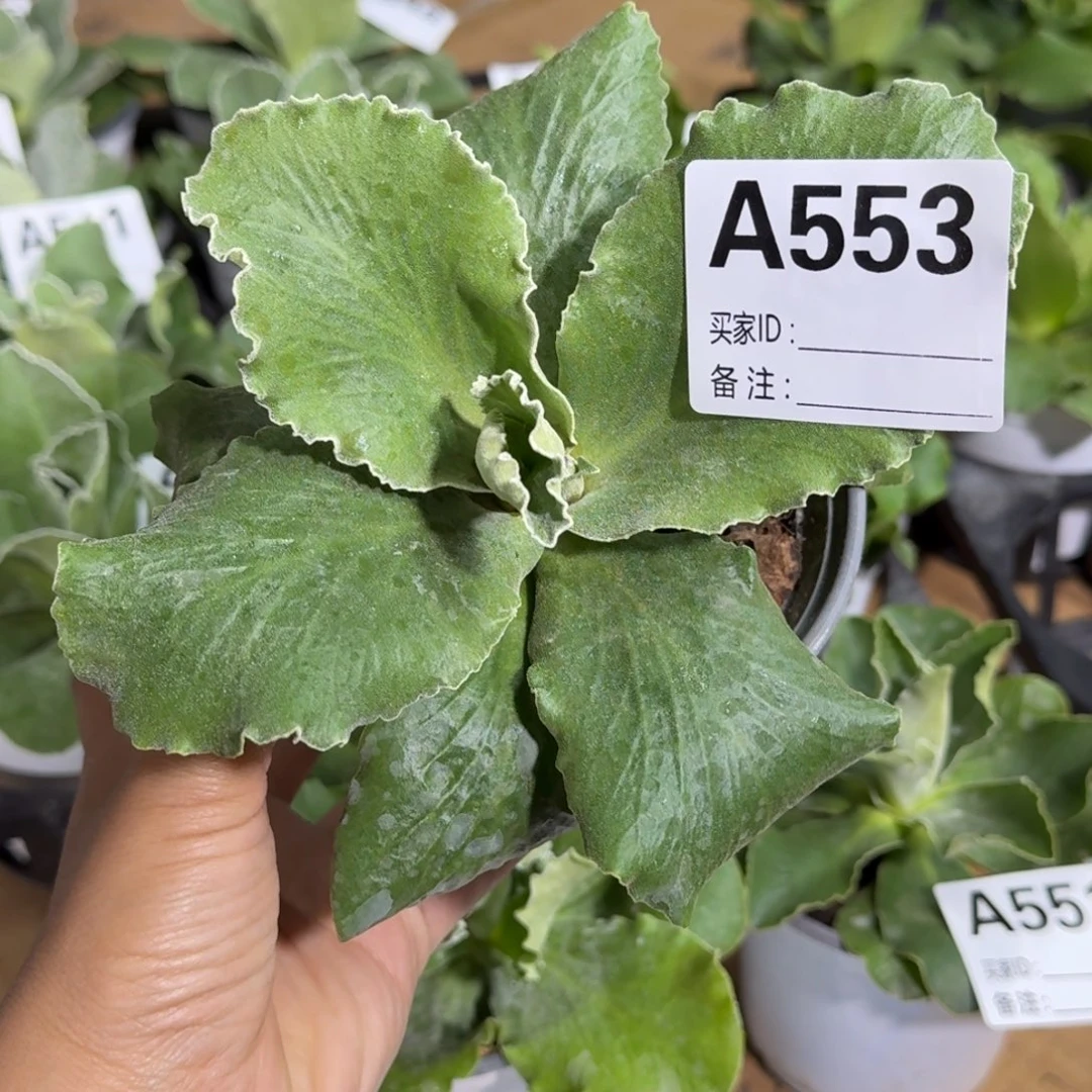 一物一拍  耳叶A553