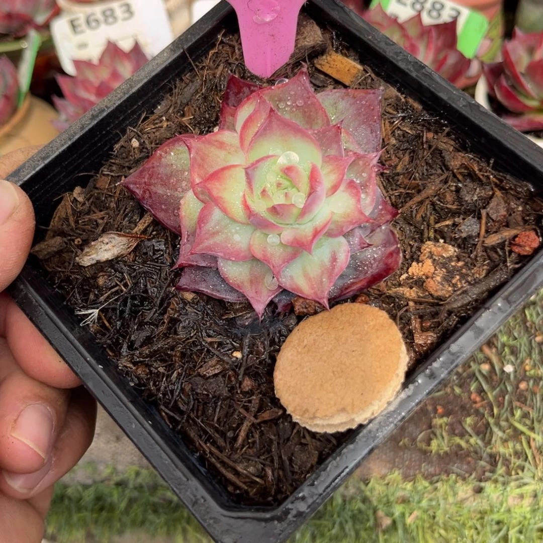 I*m惊鸿一瞥968号多肉