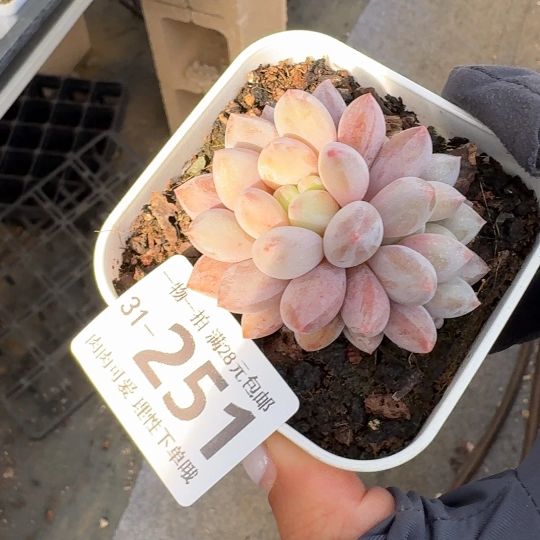 半夏无盆土发货无盆