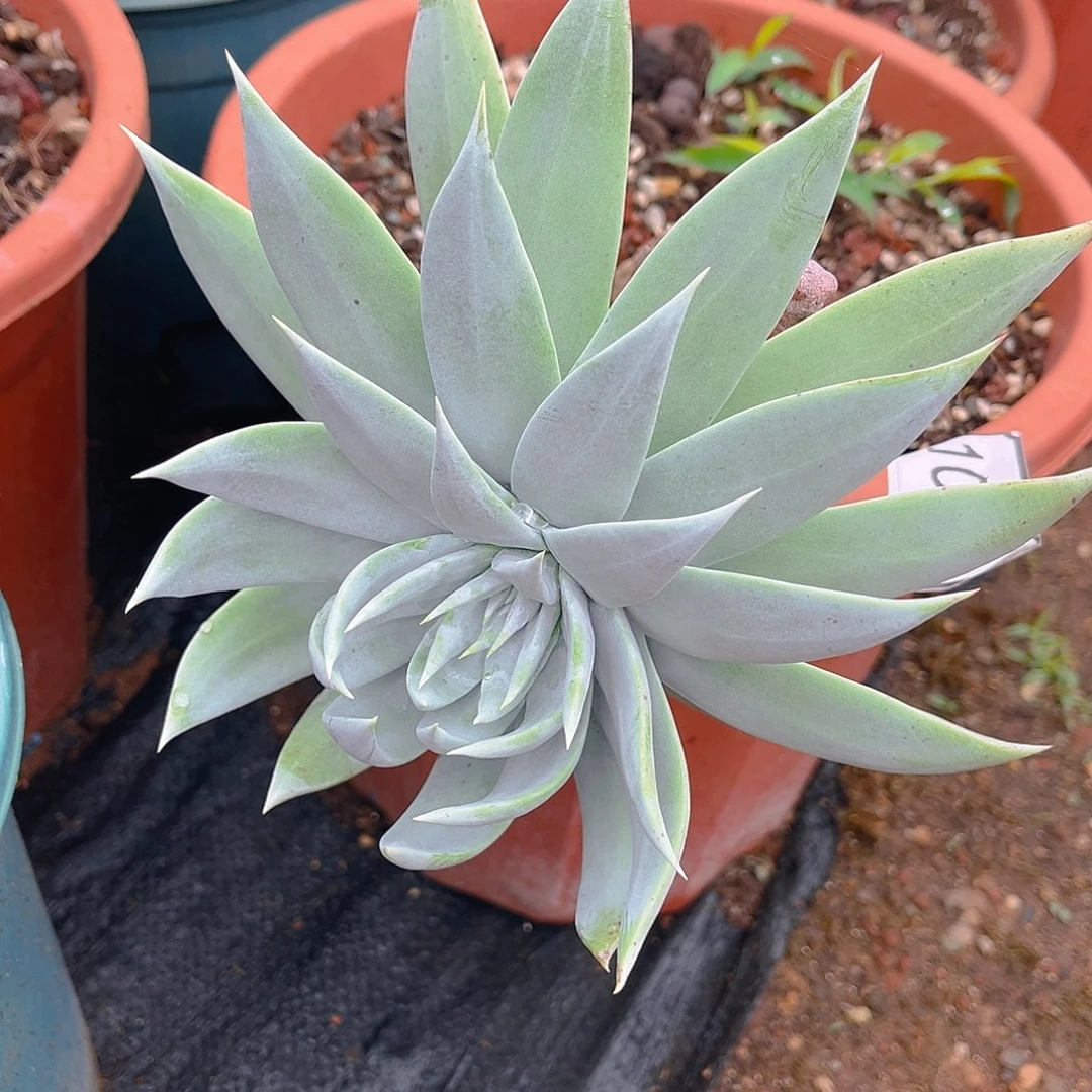 苹果叶雪山老桩特价不售后1047