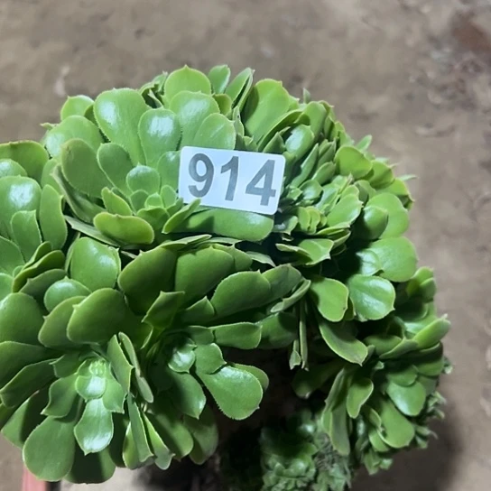 迅***妍多肉植物一个绿玫瑰914