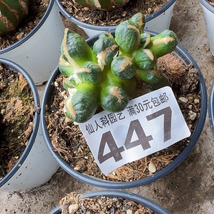 无花朵447群头蛋蛋牡丹东四