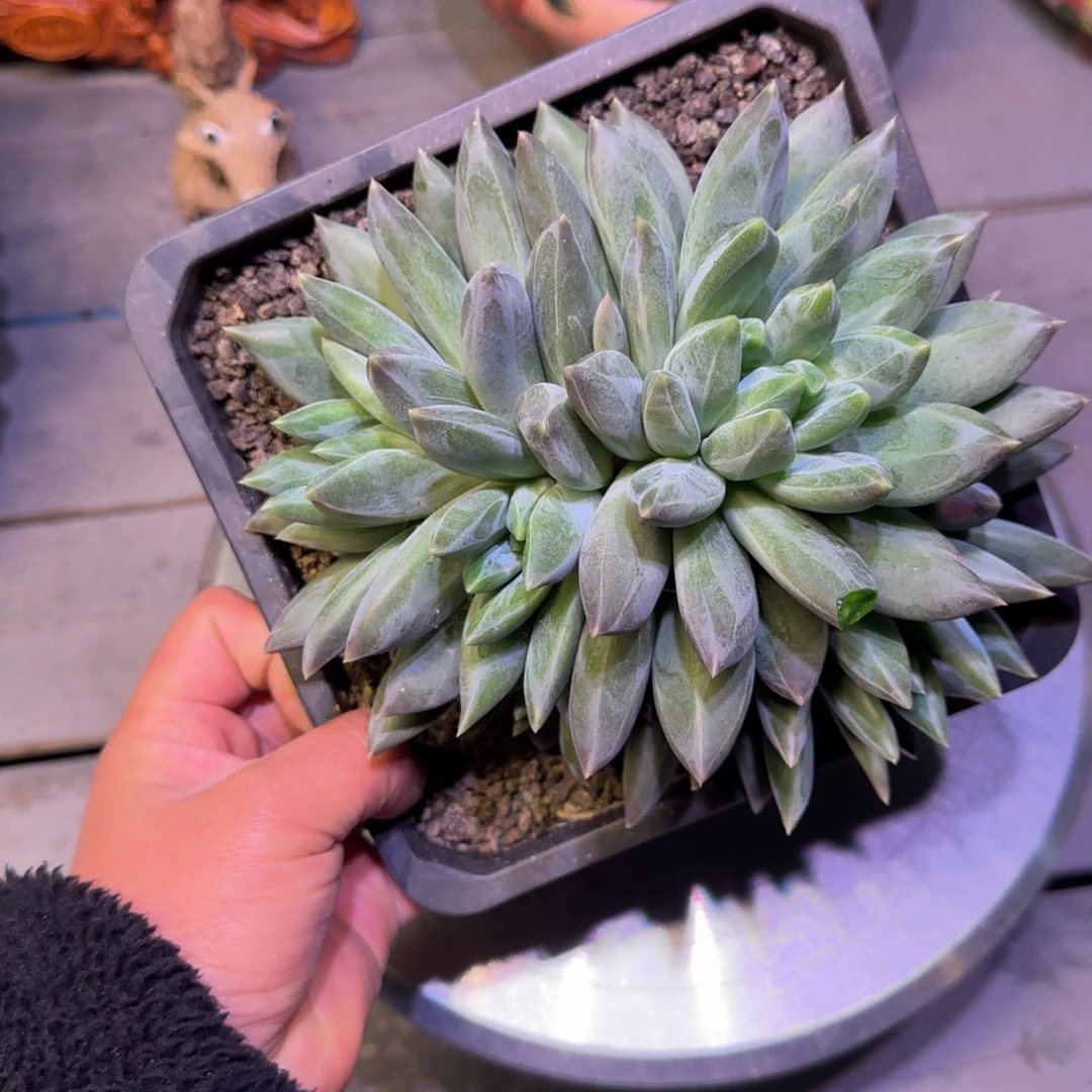 无花朵重楼多肉植物一物一拍