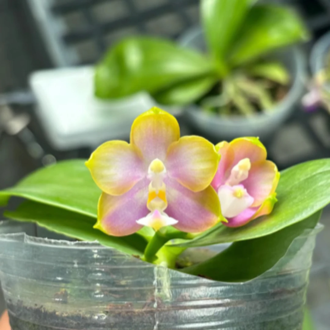 蝴蝶兰 弥陀反射龙交洋洋粉玛丽 兰厂直发