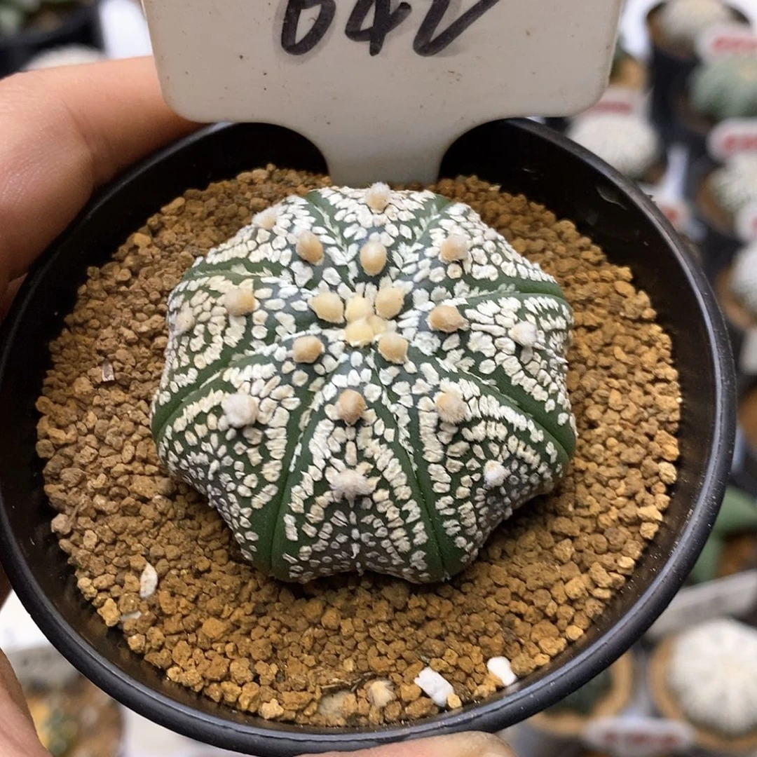 042皇室海星福利特价咯