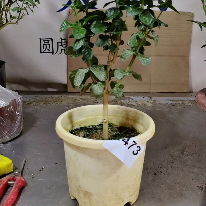 大部分花苞少量开放一****狱