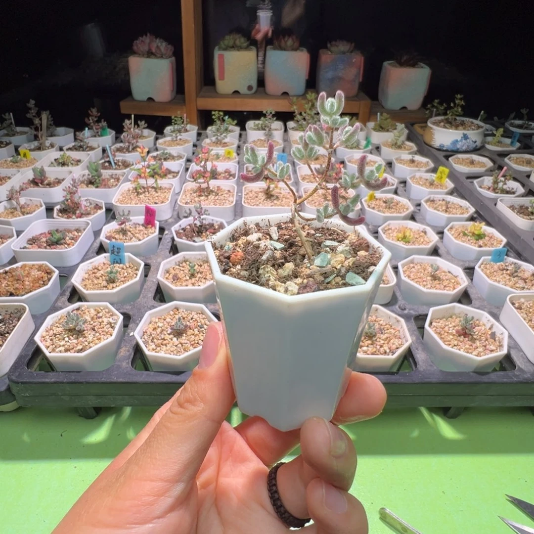 福利，3056实生粉冰晶，一年多，拍下不退不换啊