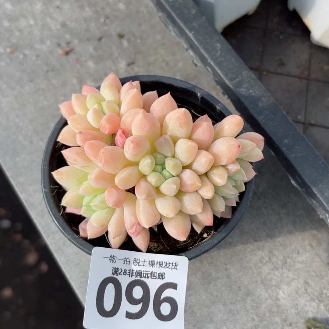 星空美人无盆土发货