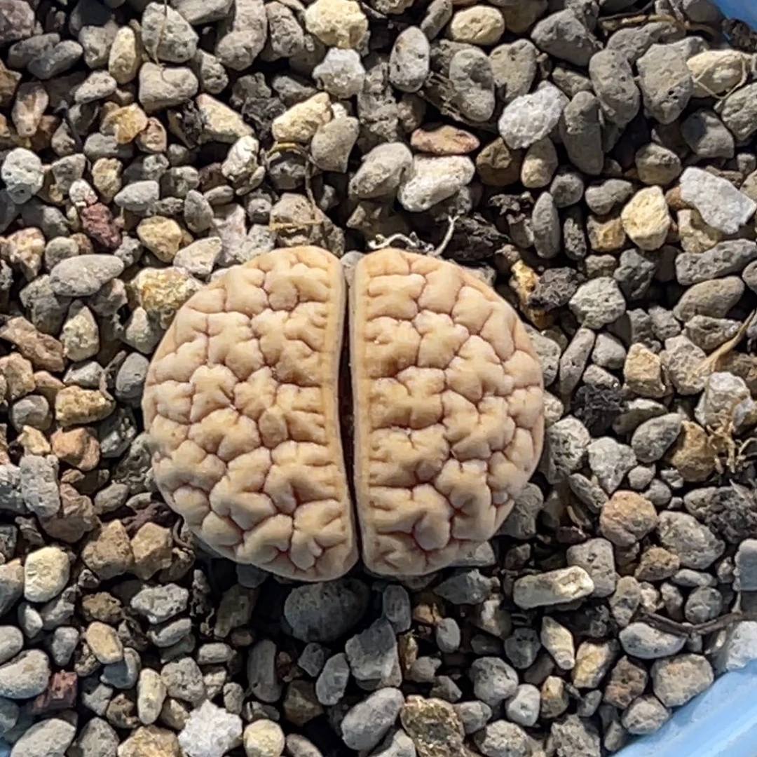 4716凹凸脑纹189一颗