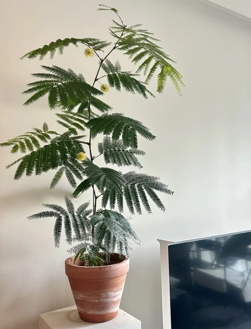 蜜叶猴耳环 精品苗情，60左右高度，50叶左右。