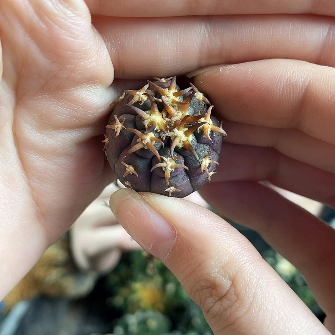 2.5cm实生粗刺优选猫爪萝卜根