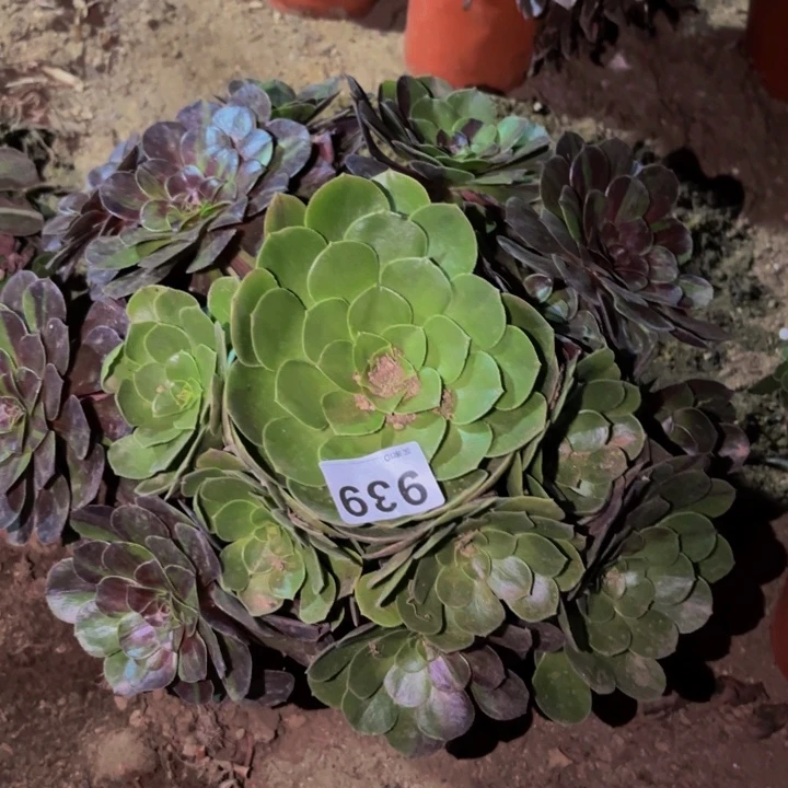 939花月夜多肉植物不售后