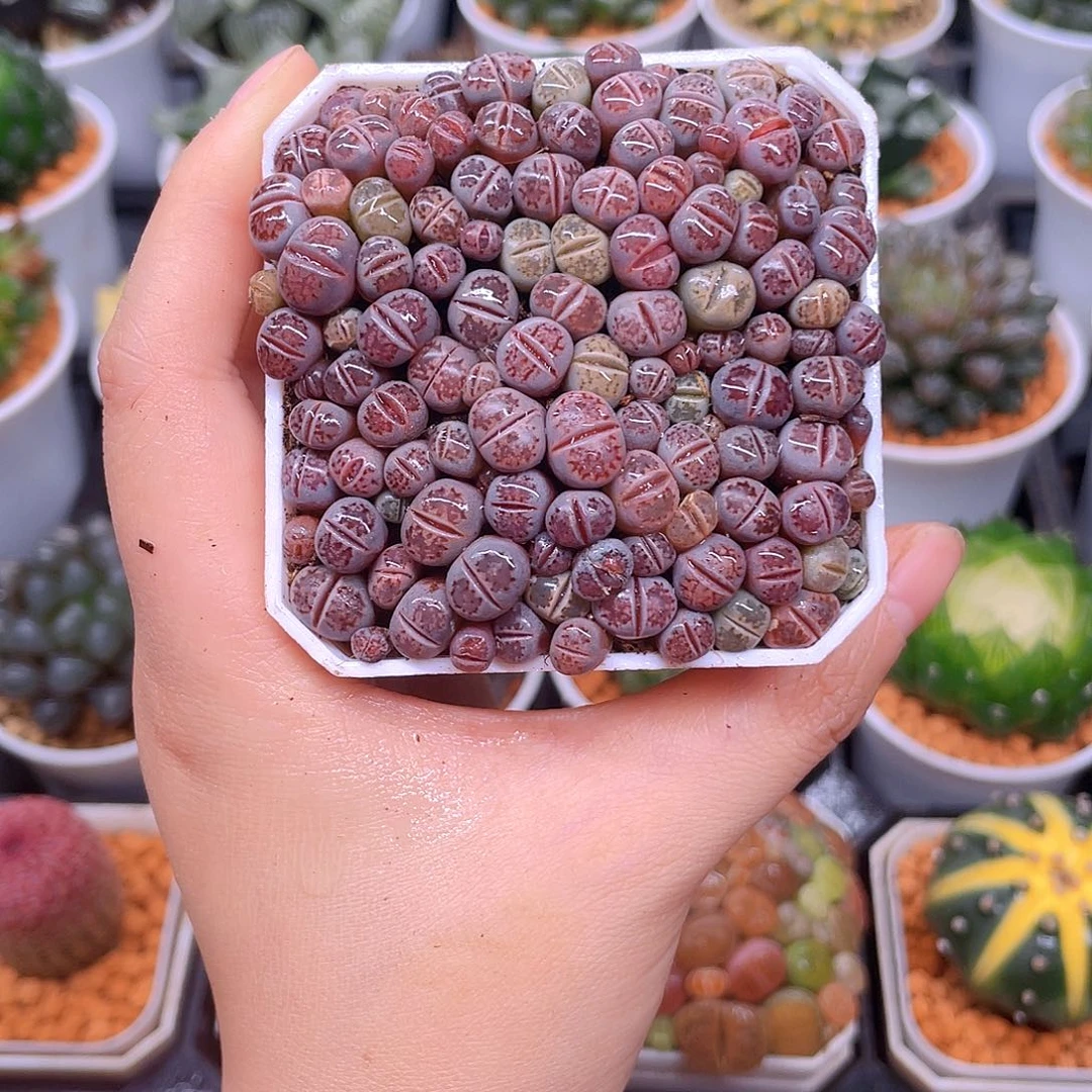 紫色生石花，白盆