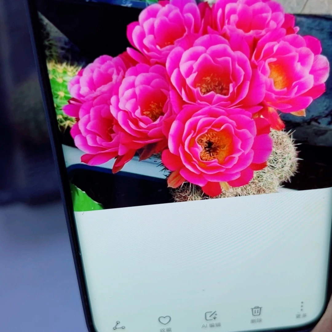 下104丽花赛牡丹歪无根侧芽3公分左右20包邮