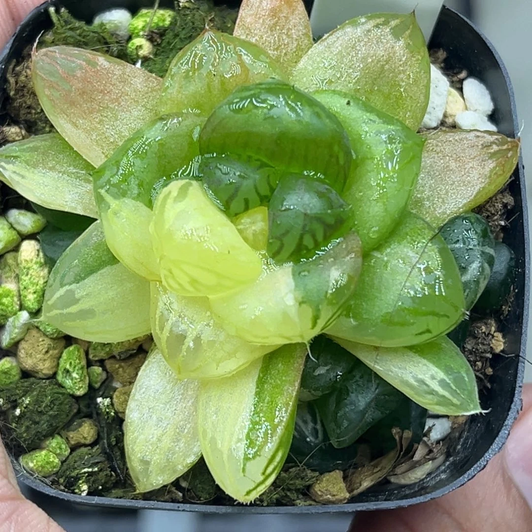 24多头玛琳玉露锦