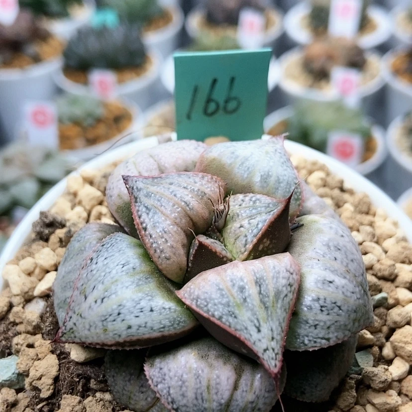 【闪购商品】是****了166泰姬陵