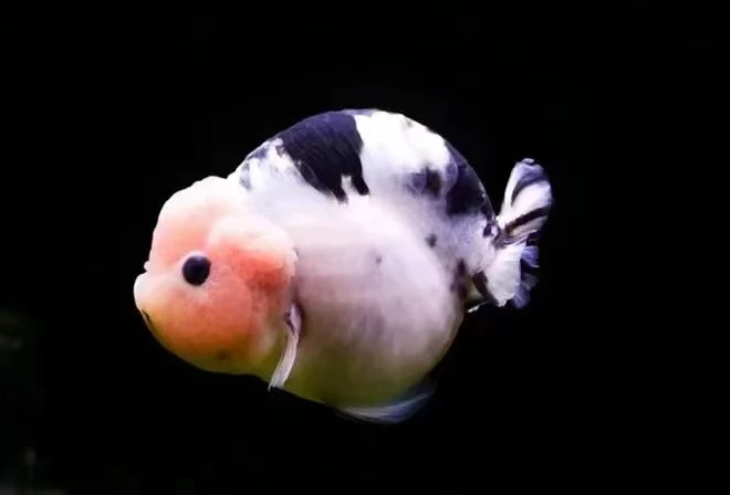 兰寿金鱼活体冷水淡水观赏鱼好养耐活招财