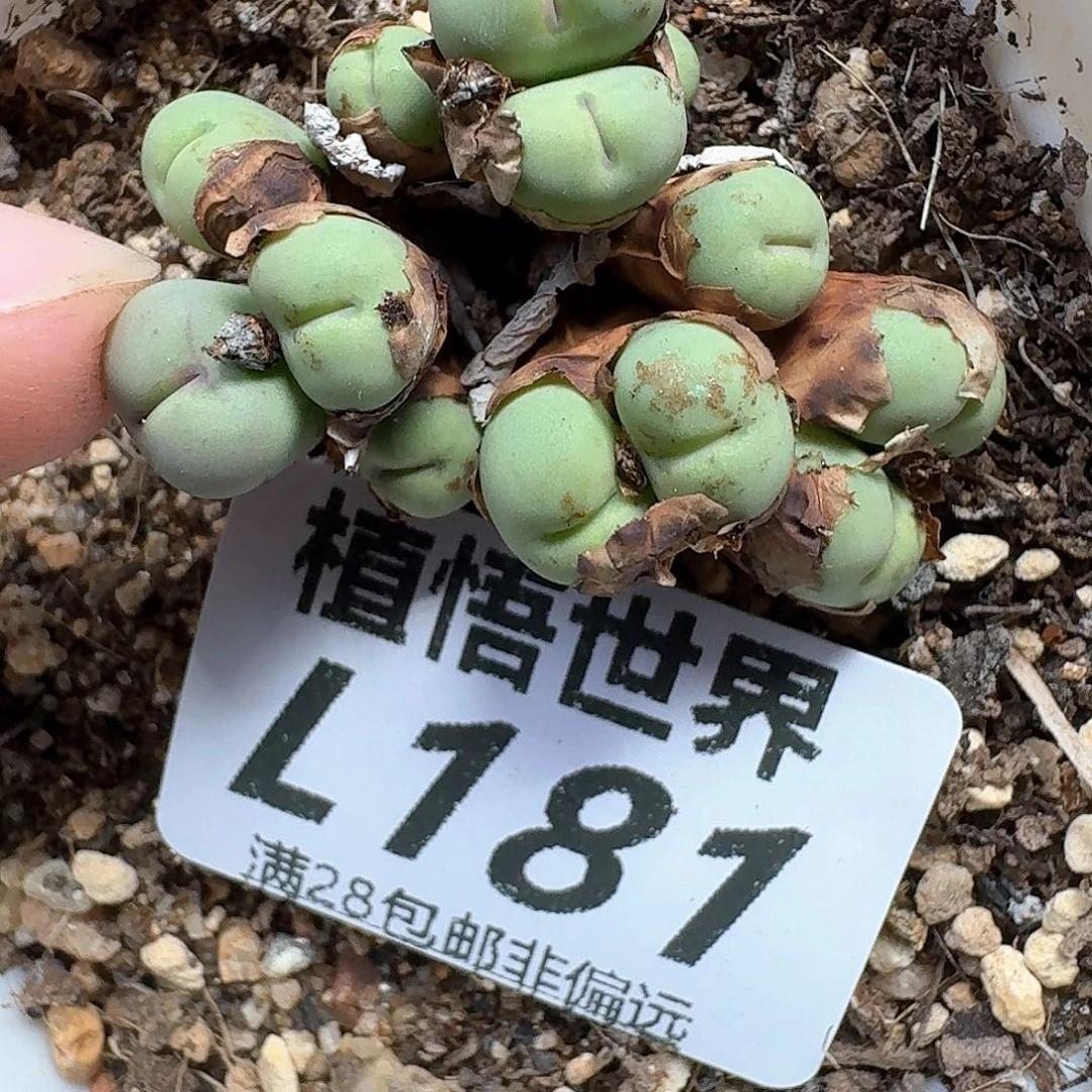 多肉植物的润泽地c