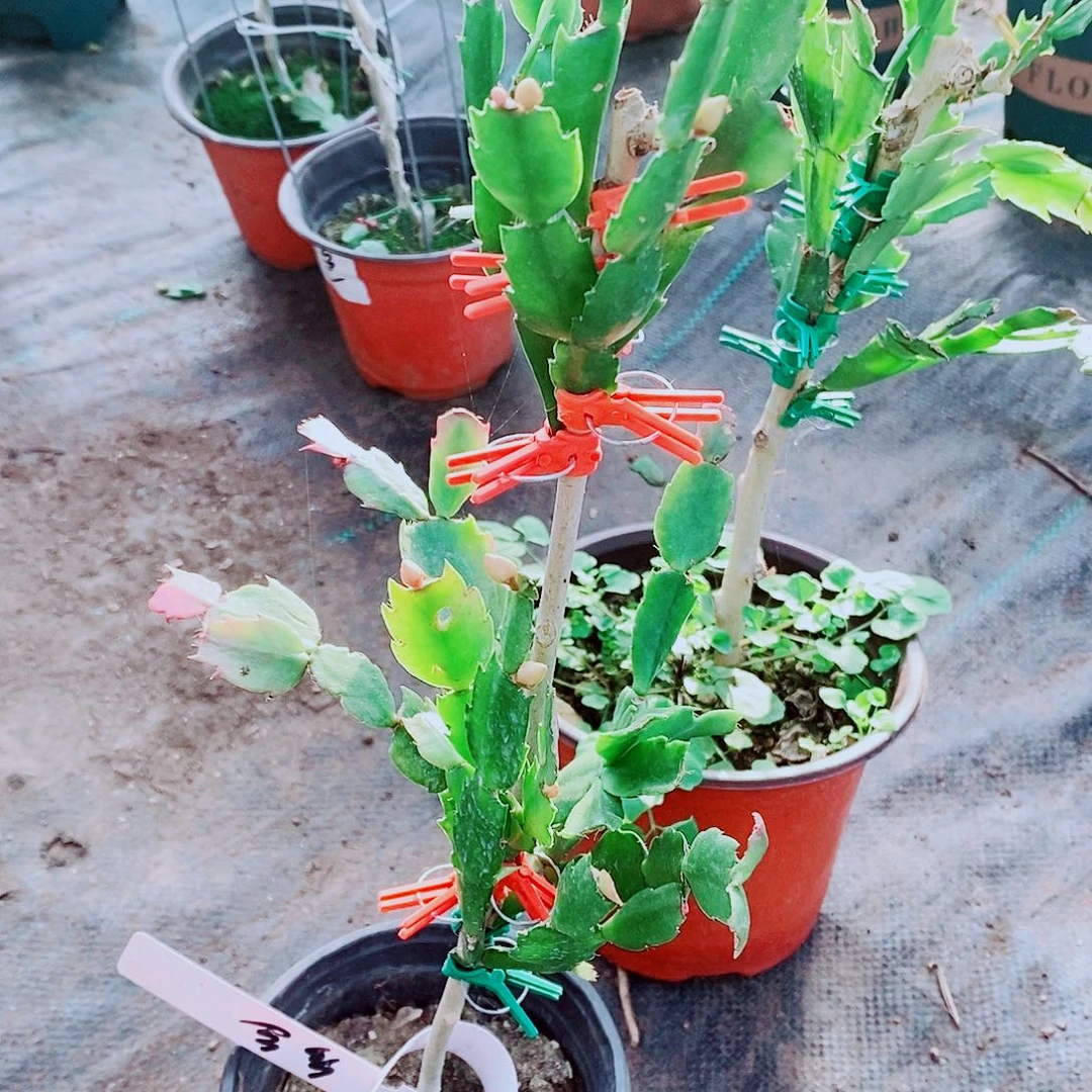 @****全部花苞一物一拍叶仙嫁接