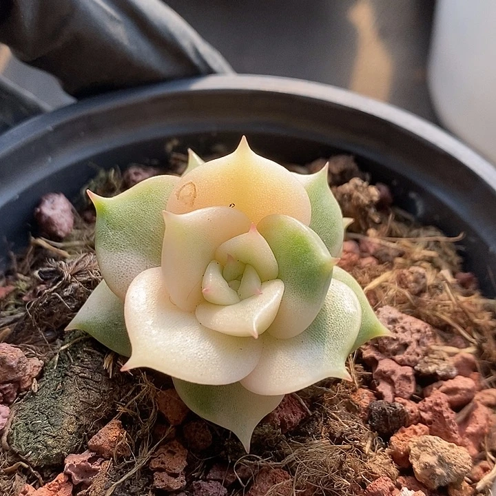 贝加尔湖腹轮锦多肉植物