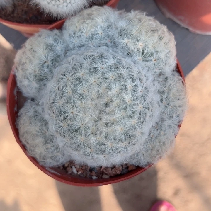 安***菊恭喜发财恭喜发财