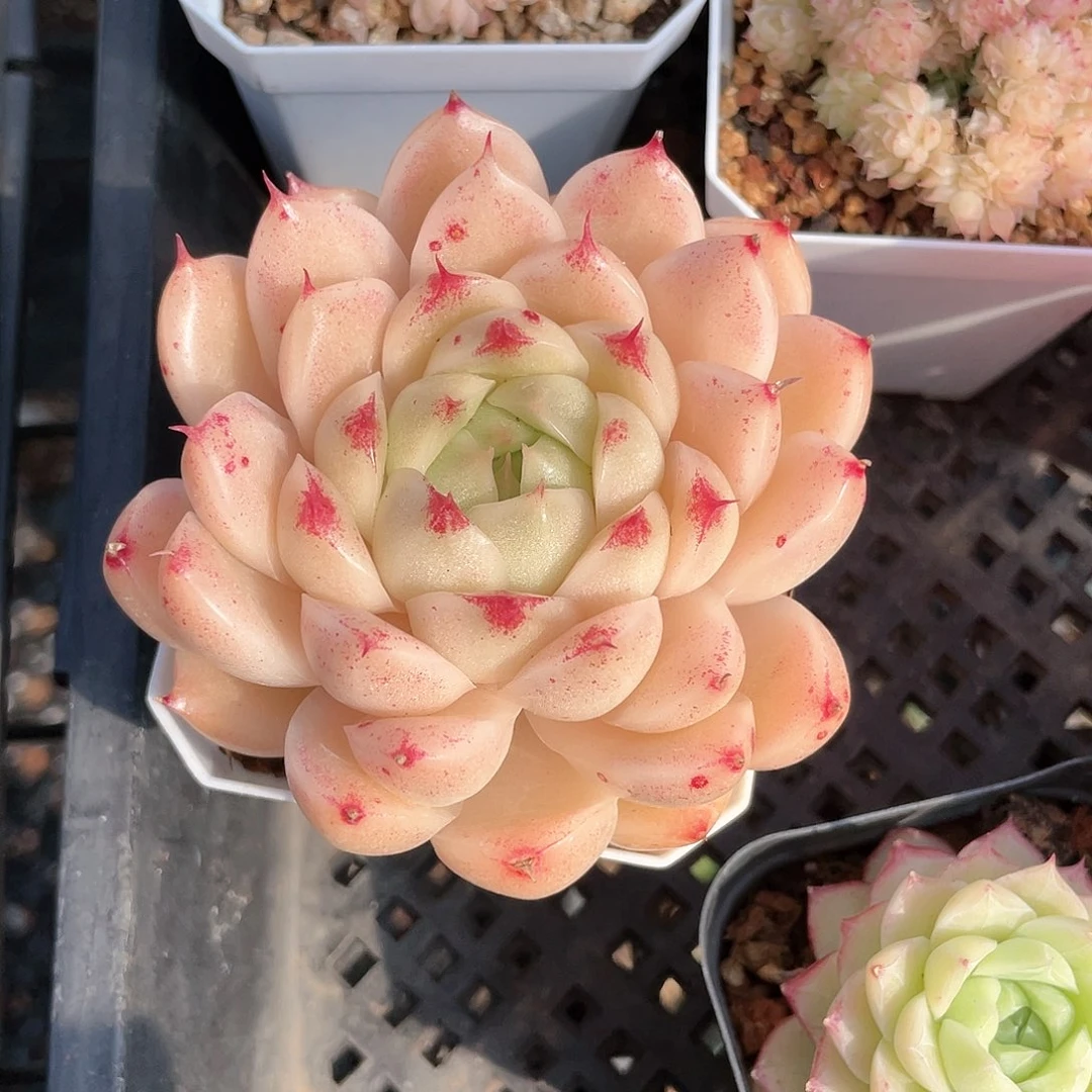 优选麦秆福利8934