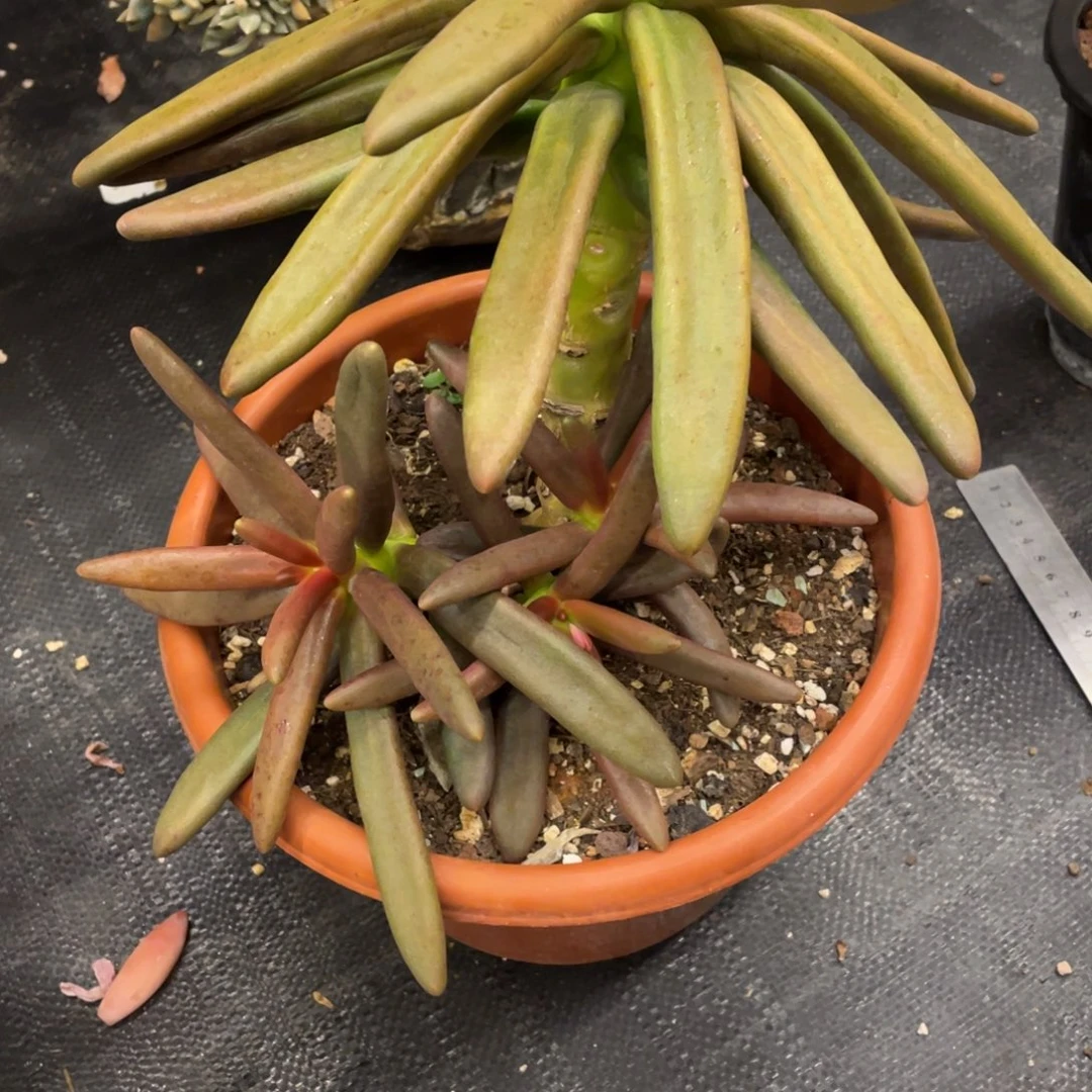 山***阿弥鹿之森一物一拍