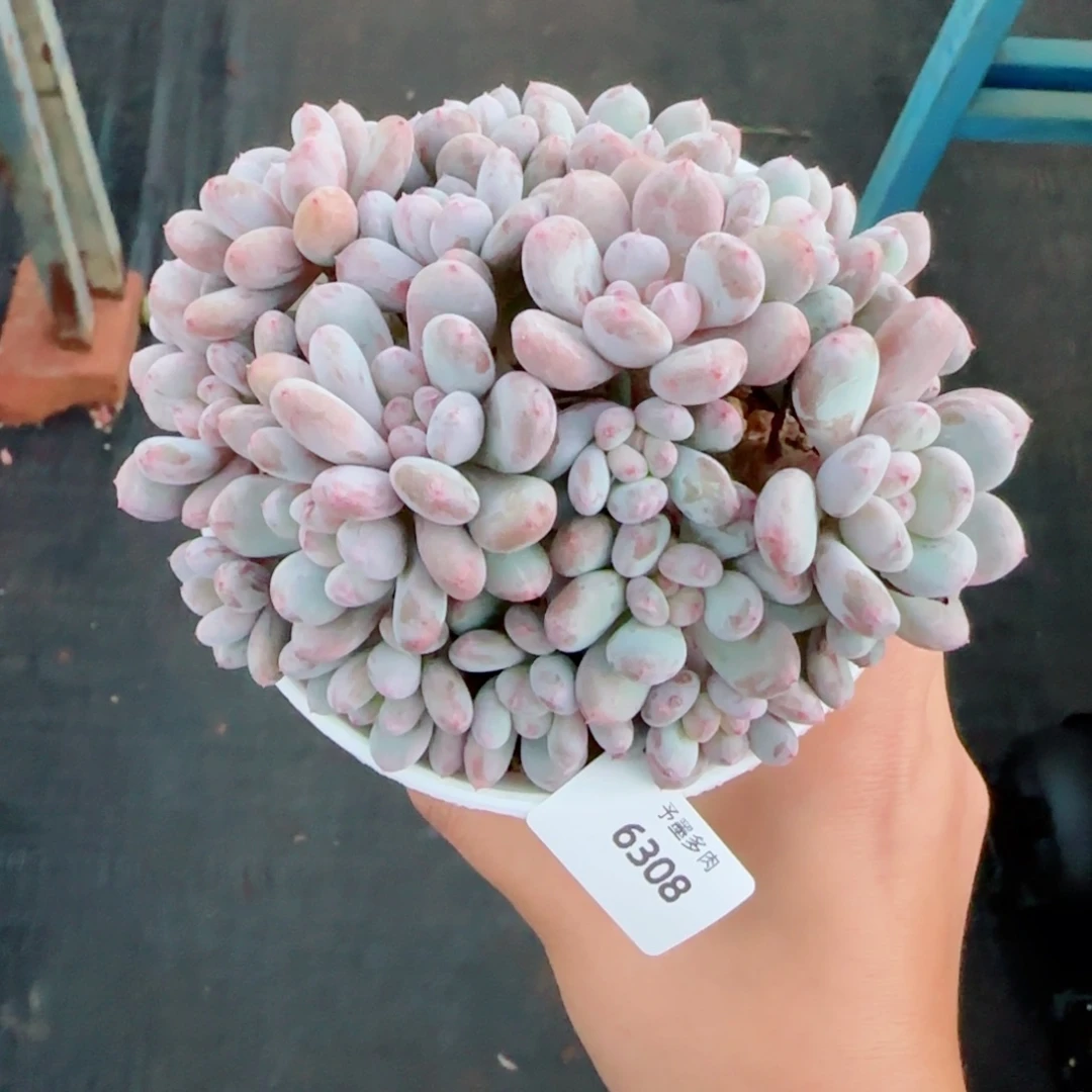 香香雪，6308多肉植物