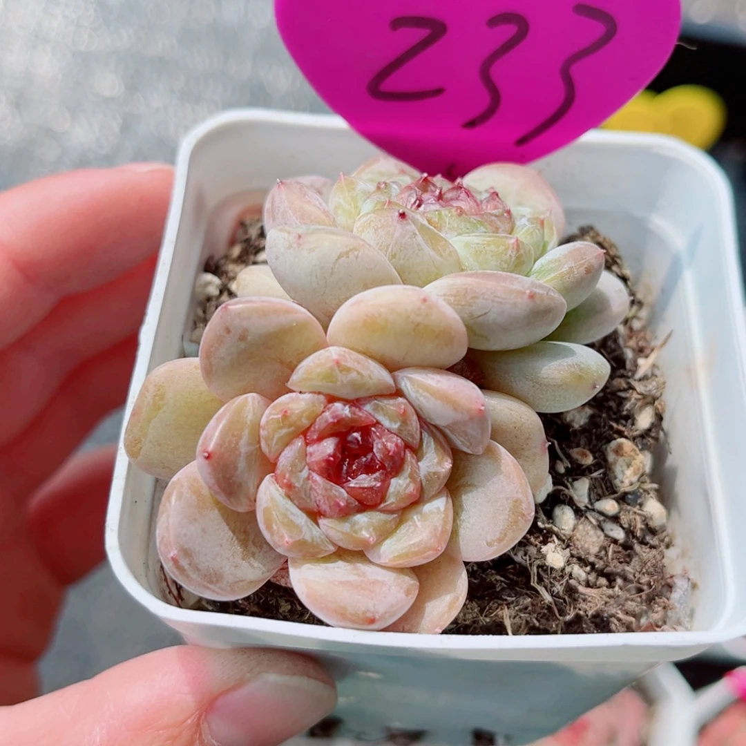 233号新品珍妮双头