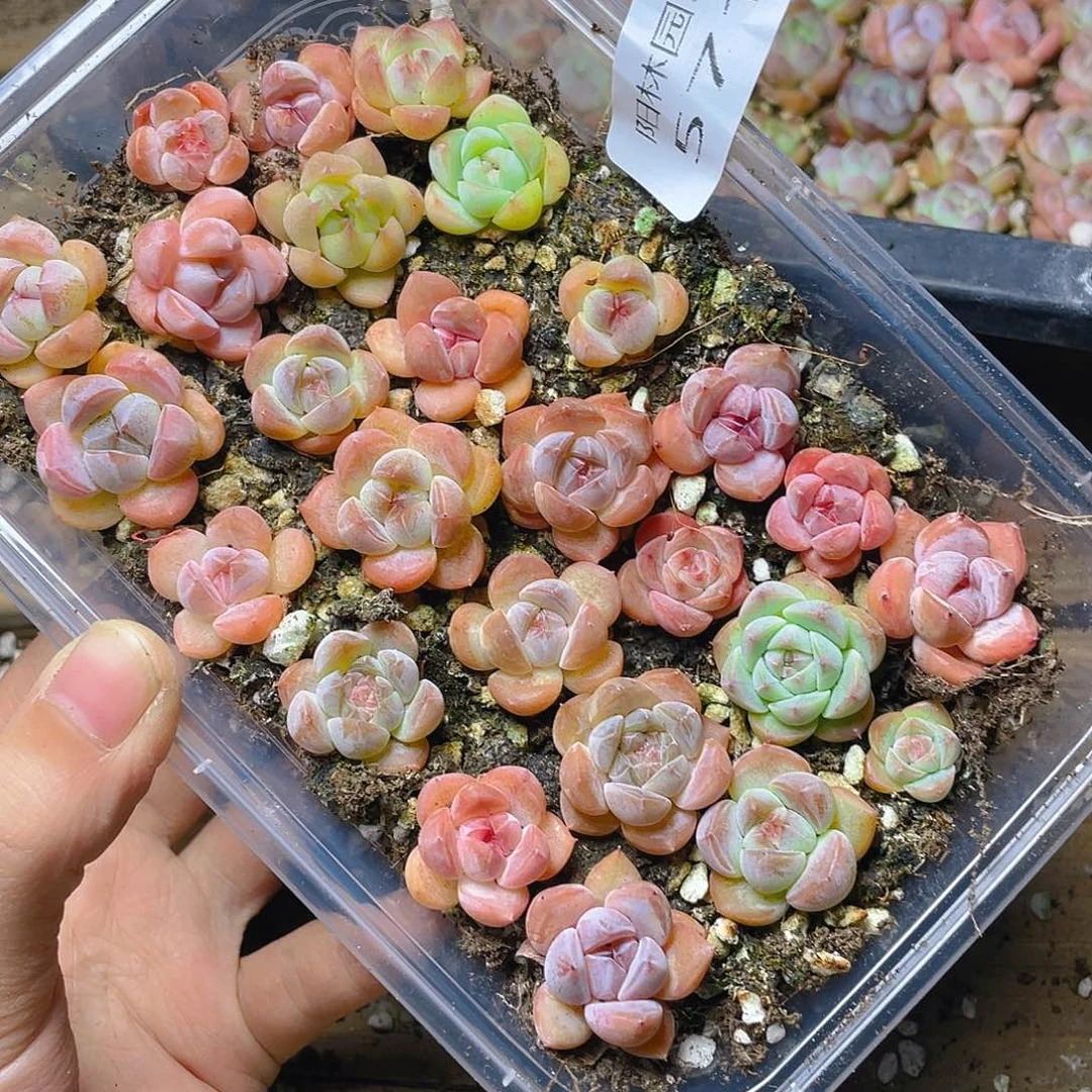 多肉植物多肉植物571