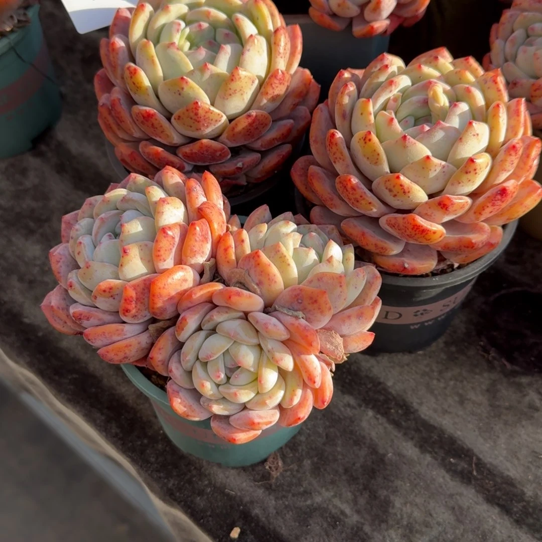 呵****)新年福利，专拍链接