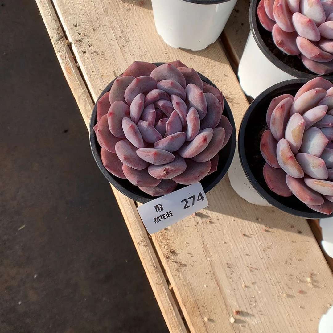 274星影多肉植物6666