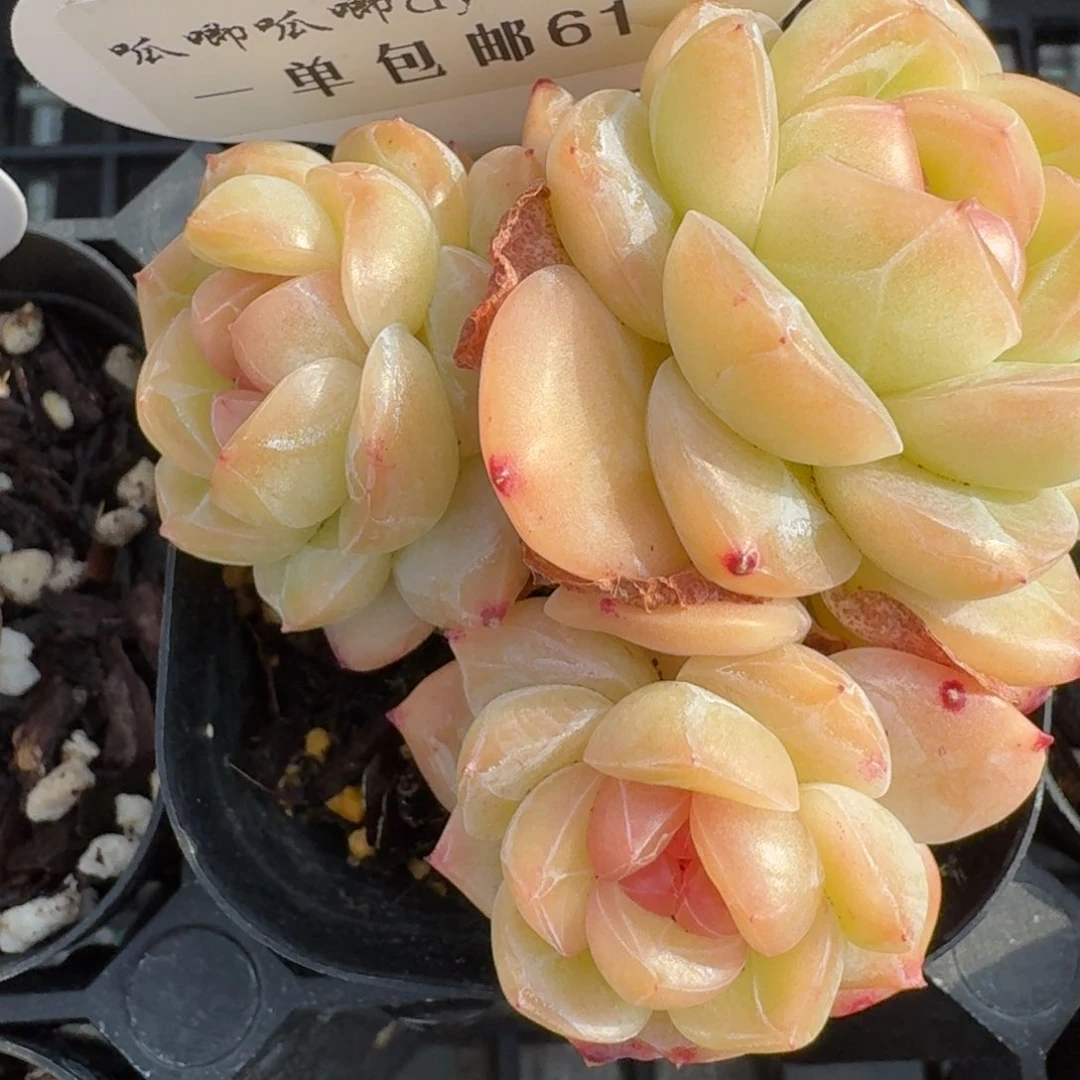 0416-61-干冰三头