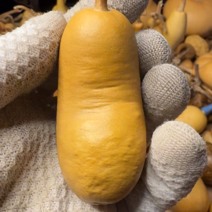 松***露葫芦99999999999999