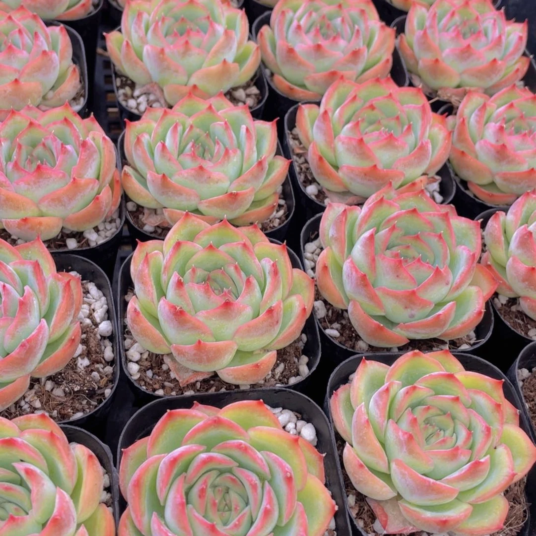 量拍37号 玫瑰花粉侧影单头一个