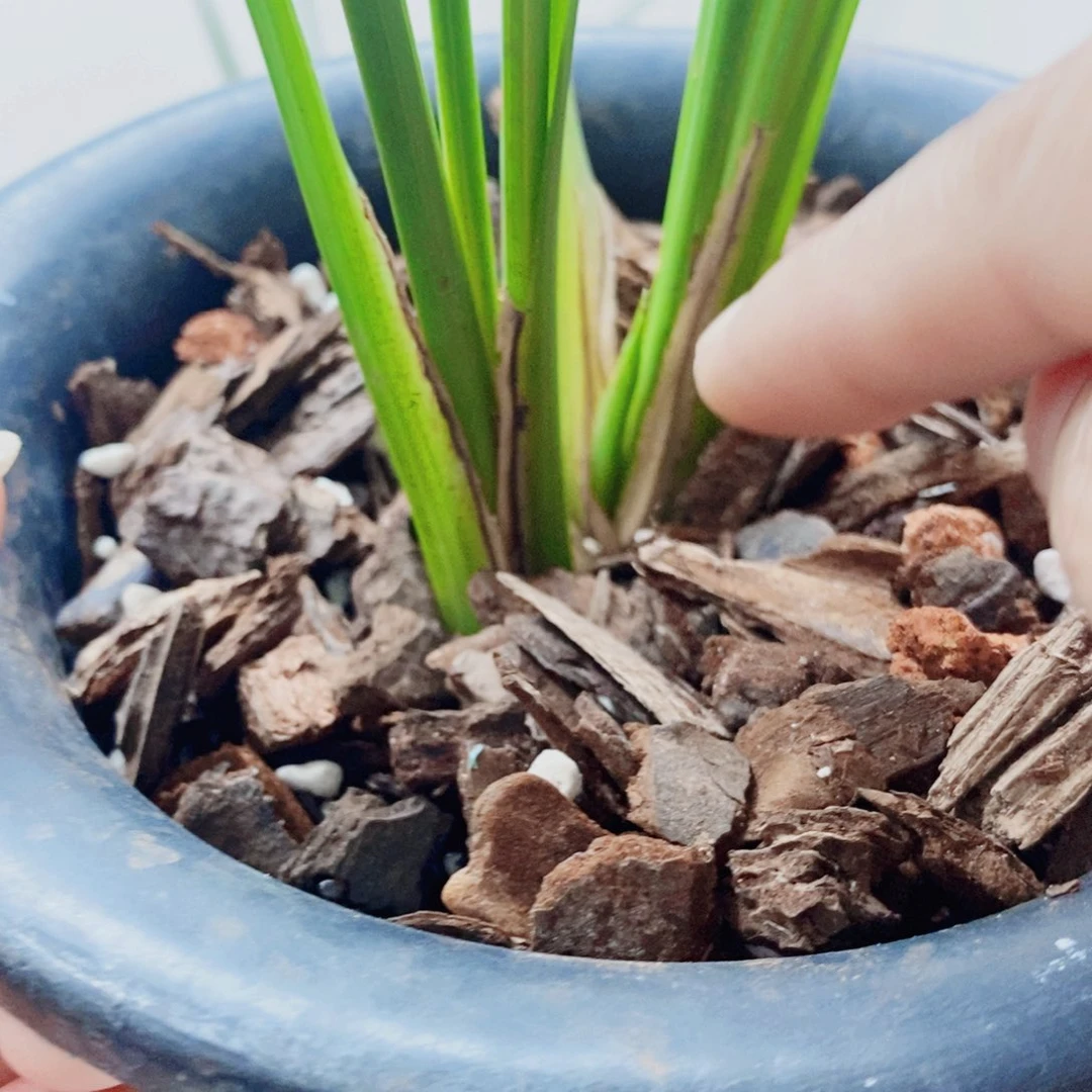 暖***流当前无花栽培后可以开花