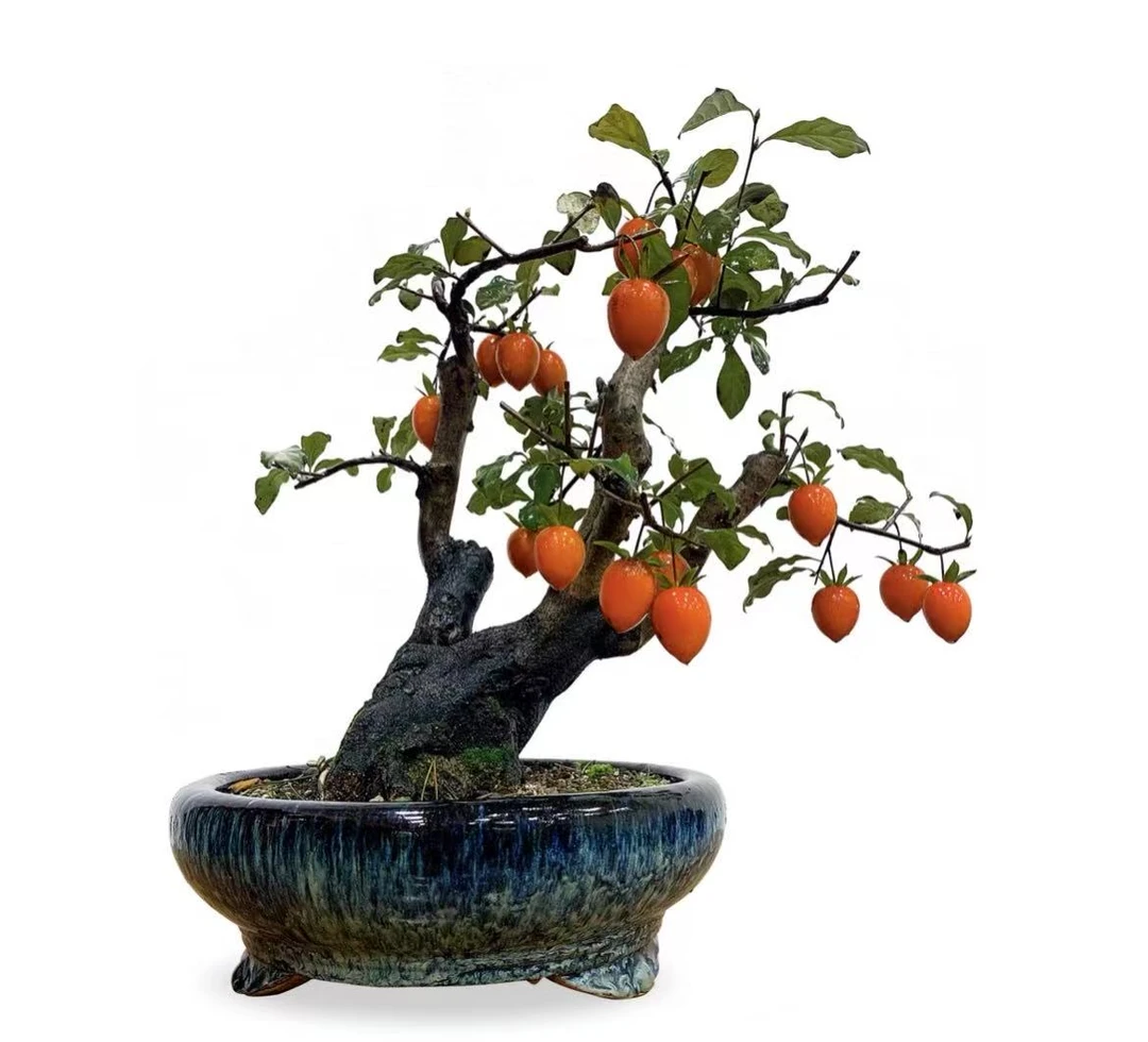 老鸦柿盆景素材批发，直播间专项