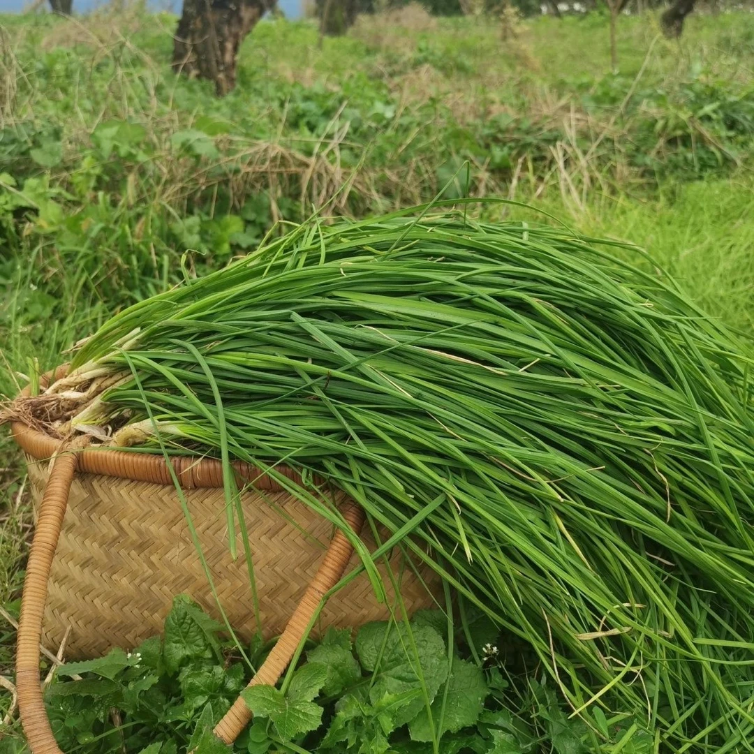 野葱贵州高山自然生长(山野采集)新鲜苦葱小根蒜洗干净小野蒜头