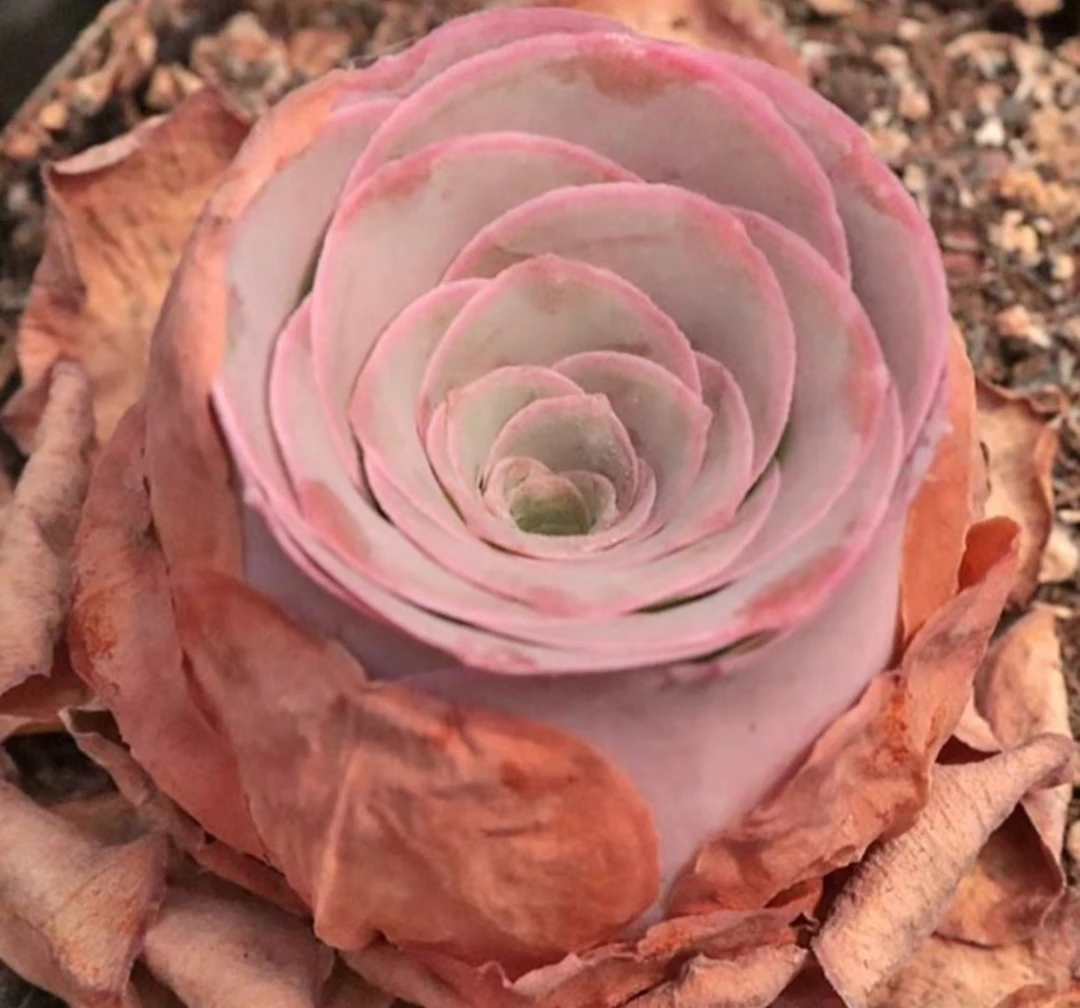 高品质玉心酒杯帕玫瑰多肉植物一颗裸根回家不浇水