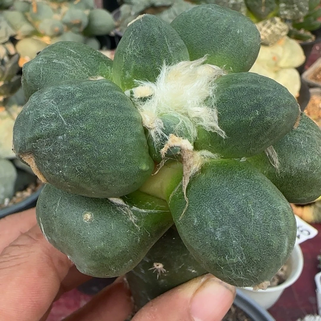 无花朵大型光面达摩蛋蛋035