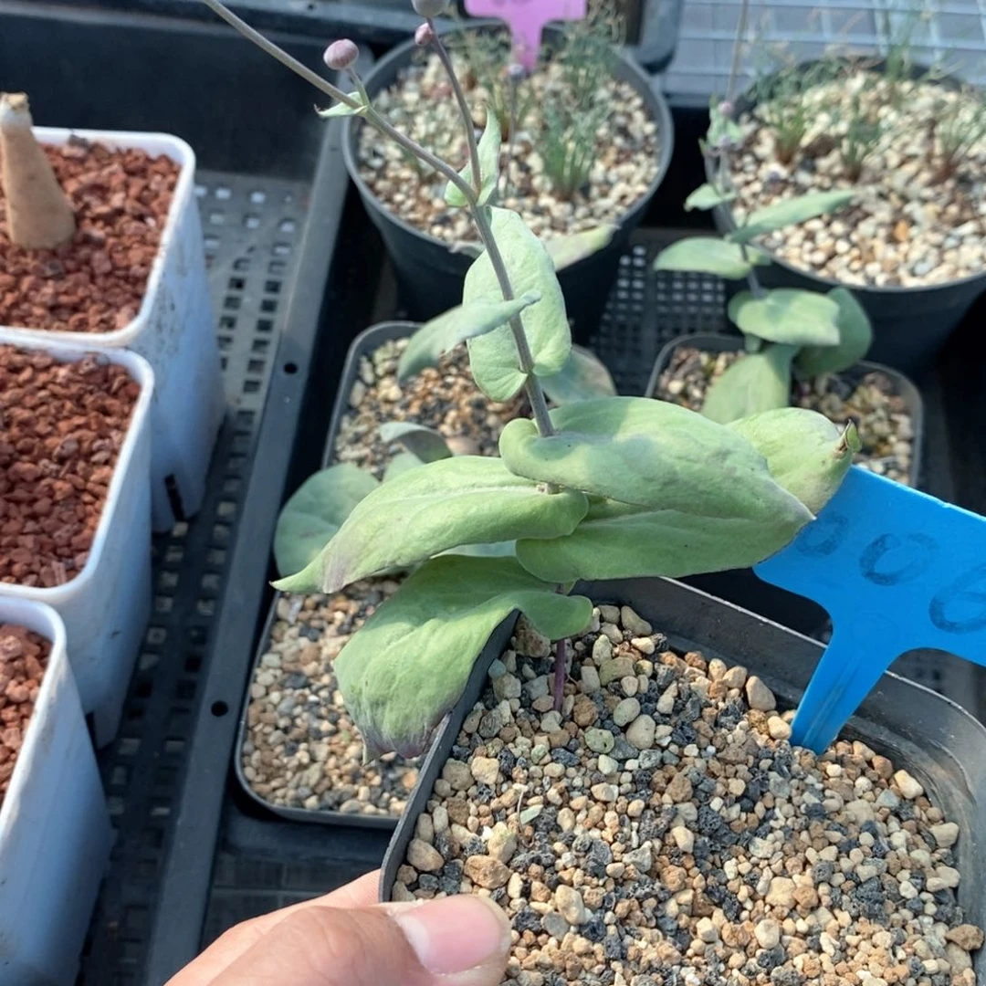 大碗厚敦菊多肉植物