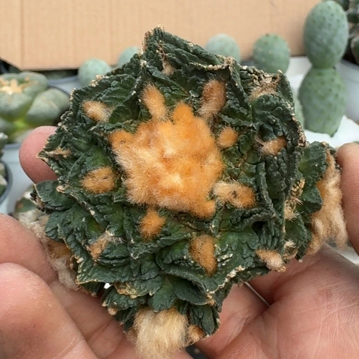 【闪购商品】无花朵清货龟甲549