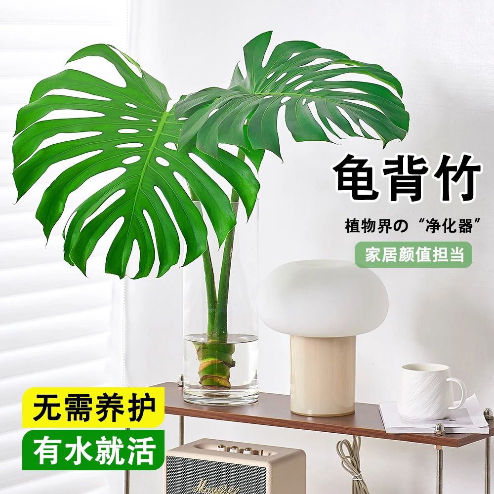 海南水培龟背竹精品室内绿植网红绿植家居优雅懒人鲜活龟背叶